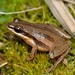 Brimley's Chorus Frog - Photo (c) Robby Deans, some rights reserved (CC BY-NC), uploaded by Robby Deans