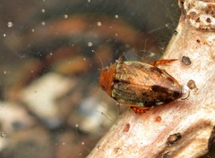 Laccophilus proximus