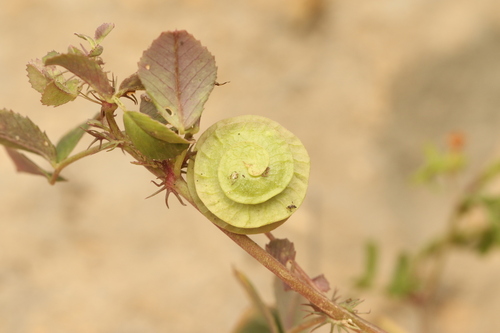 Blackdisk Medick (Medicago orbicularis)
