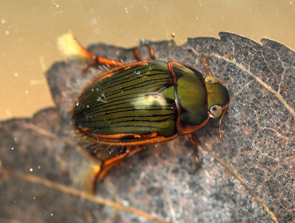 Tropisternus collaris