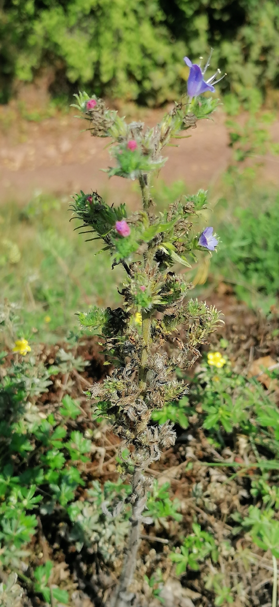 Viper's-Bugloss (Echium vulgare)