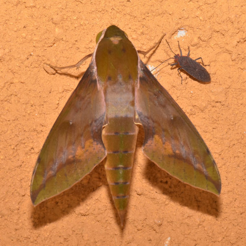Leafy Sphinx (Xylophanes chiron)