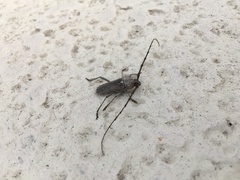 Gnaphalodes trachyderoides