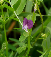 Vicia peregrina