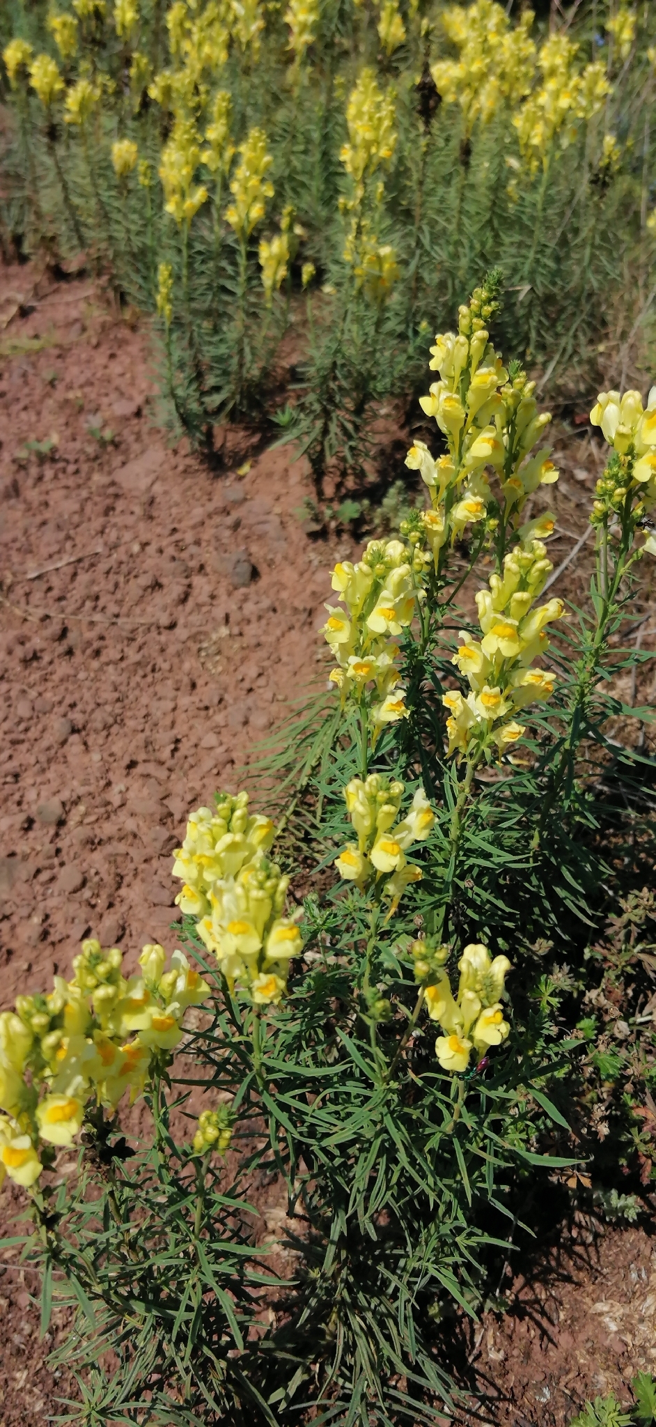 Common Toadflax (Linaria vulgaris)
