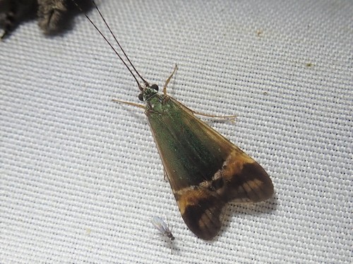 Macronema variipenne