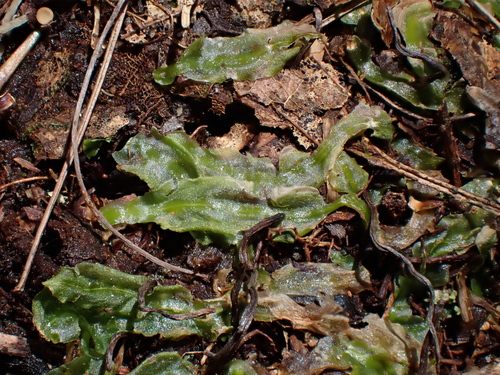 Ribbonwort (Pallavicinia lyellii)