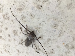 Gnaphalodes trachyderoides