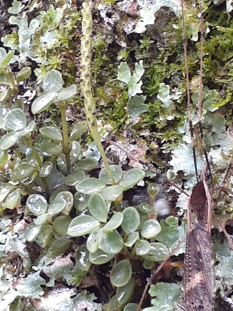 Peperomia aceroana