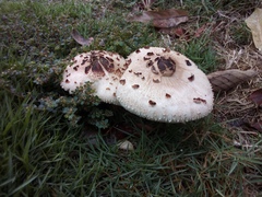 Chlorophyllum molybdites