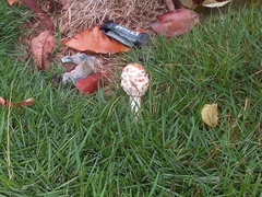 Chlorophyllum molybdites