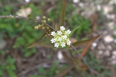 Asclepias nivea