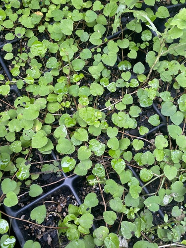 Fuchsia procumbens observed 2026-04-09