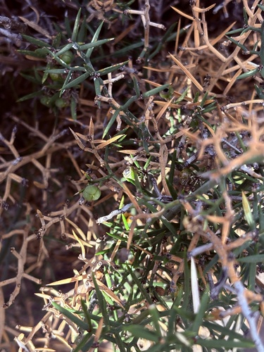 Hardleaf Asparagus (Asparagus striatus)