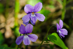 Viola uliginosa