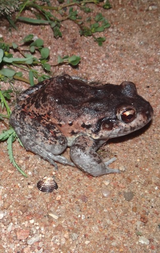 Northeastern Pepper Frog