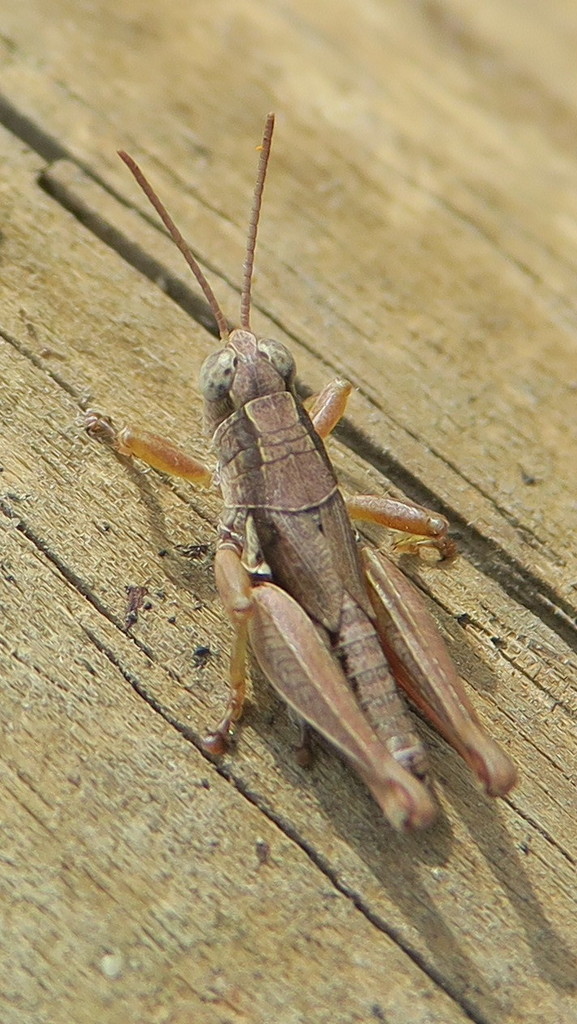 New Zealand Grasshopper From Leeston New Zealand On March 15 2020 At