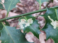 Phytomyza ilicis group