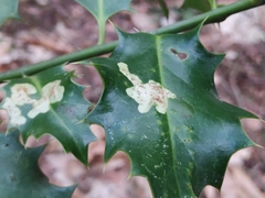 Phytomyza ilicis group