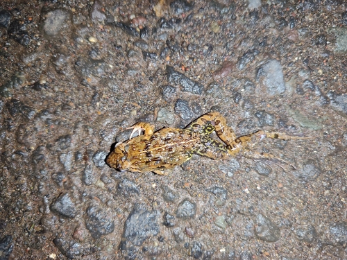 Fejervarya cancrivora
