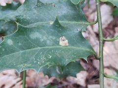 Phytomyza ilicis group