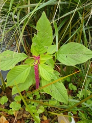Amarante Queue De Renard (Amaranthus caudatus)