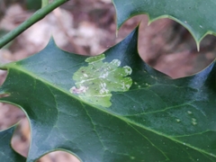 Phytomyza ilicis group