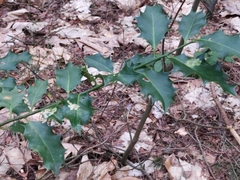 Phytomyza ilicis group