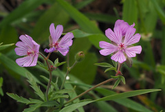 Geranium tuberosum