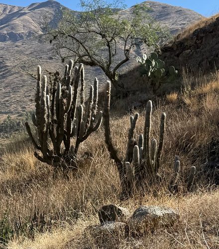 Espostoa huanucoensis