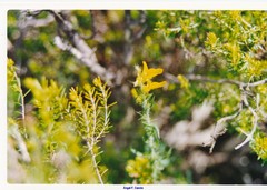 Genista tournefortii