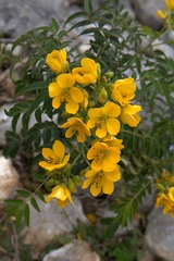 Senna ligustrina
