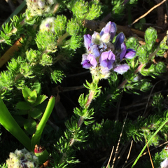 Aspalathus globulosa