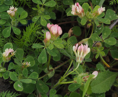 Trifolium clypeatum