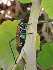 Scaphura elegans