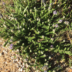 Aspalathus globulosa