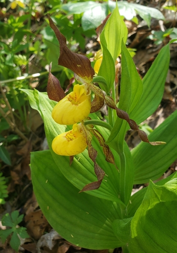 yellow lady's slipper (Cypripedium parviflorum)