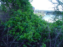Lonicera japonica