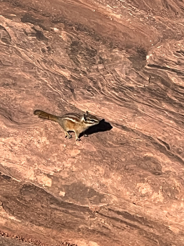 Hopi Chipmunk observed by kronnick