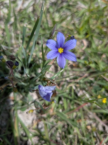 Roadside Blue-eyed Grass (Sisyrinchium pruinosum)
