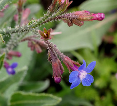Anchusa strigosa