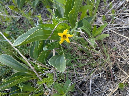 Texas yellow star (Lindheimera texana)
