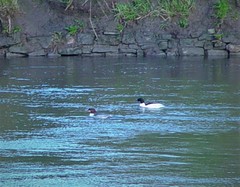 Mergus merganser