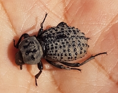 Scotobius pilularius