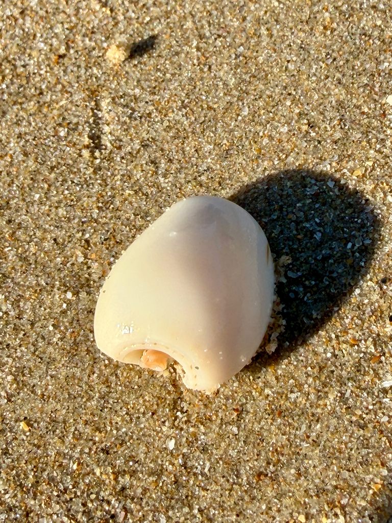 Zebra Volute from Coffs Harbour, AU on April 10, 2026 at 08:00 AM by ...