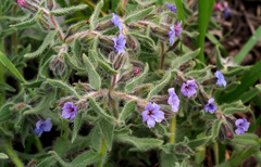 Alkanna strigosa