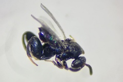 Chrysochalcissa