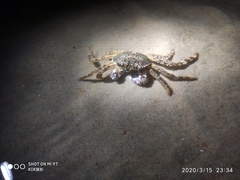 Grapsus albolineatus