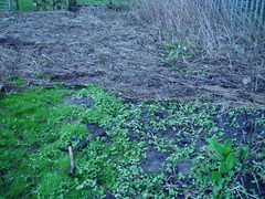 Impatiens glandulifera