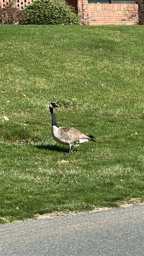 Springfield Goose Canada Goose from Campus Dr, Springfield, MA, US on April 9, 2026 at 04 ...